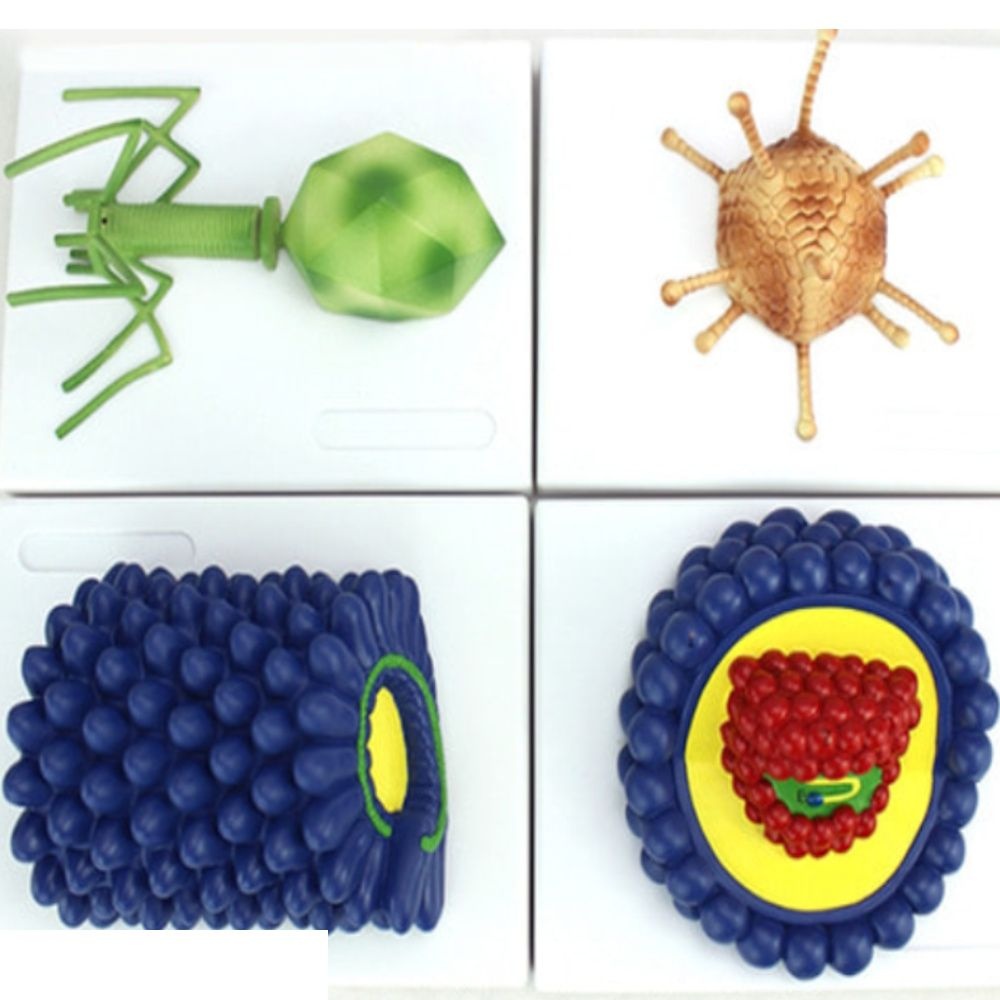 미래사이언스 4종 바이러스모형 아데노 박테리오파지 HIV 과학용품