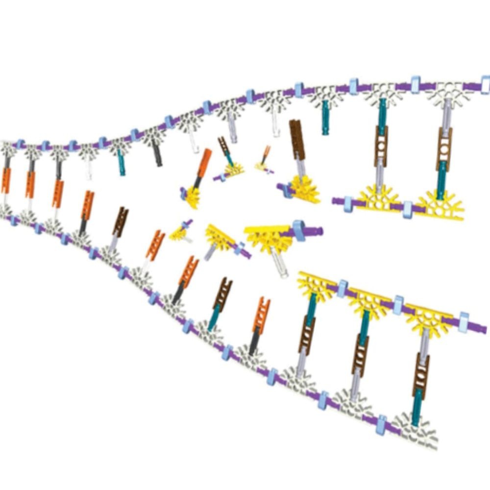 정밀 mRNA DNA모형만들기 키트 과학실험키트 초등학생