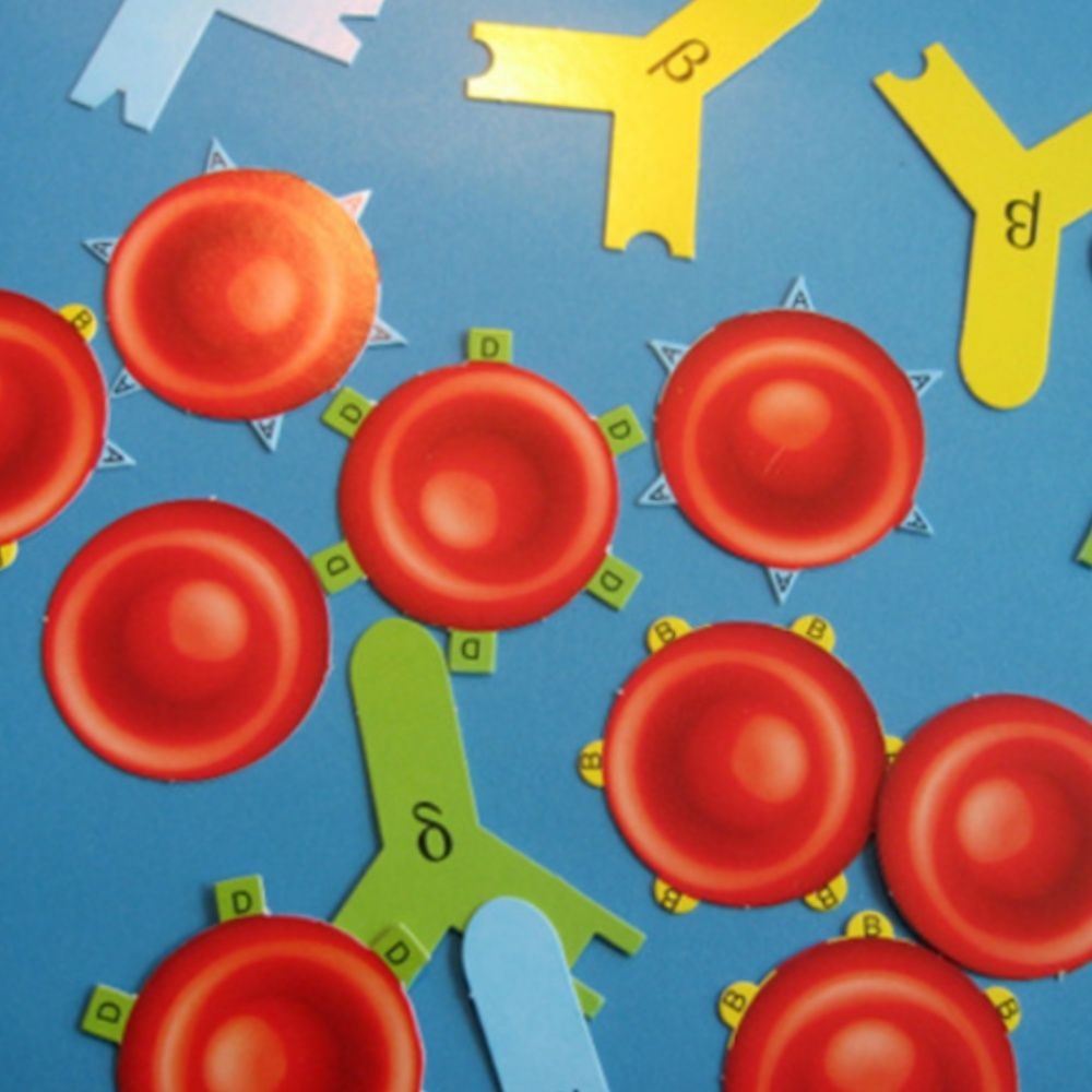 10인용 혈액 항원항체 반응모형 과학실험키트 어린이