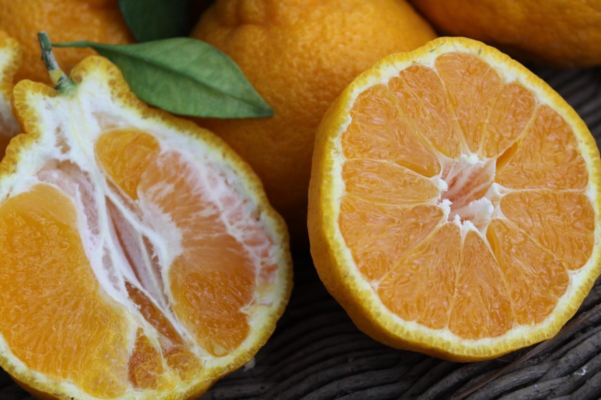 제주 산지직송 하우스 정품 한라봉 소과/중과/대과 2/3/5/10kg