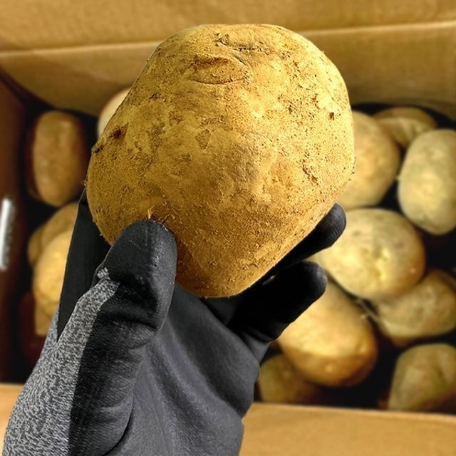 새빛유통협력 국내산 용 감자 왕특 10kg