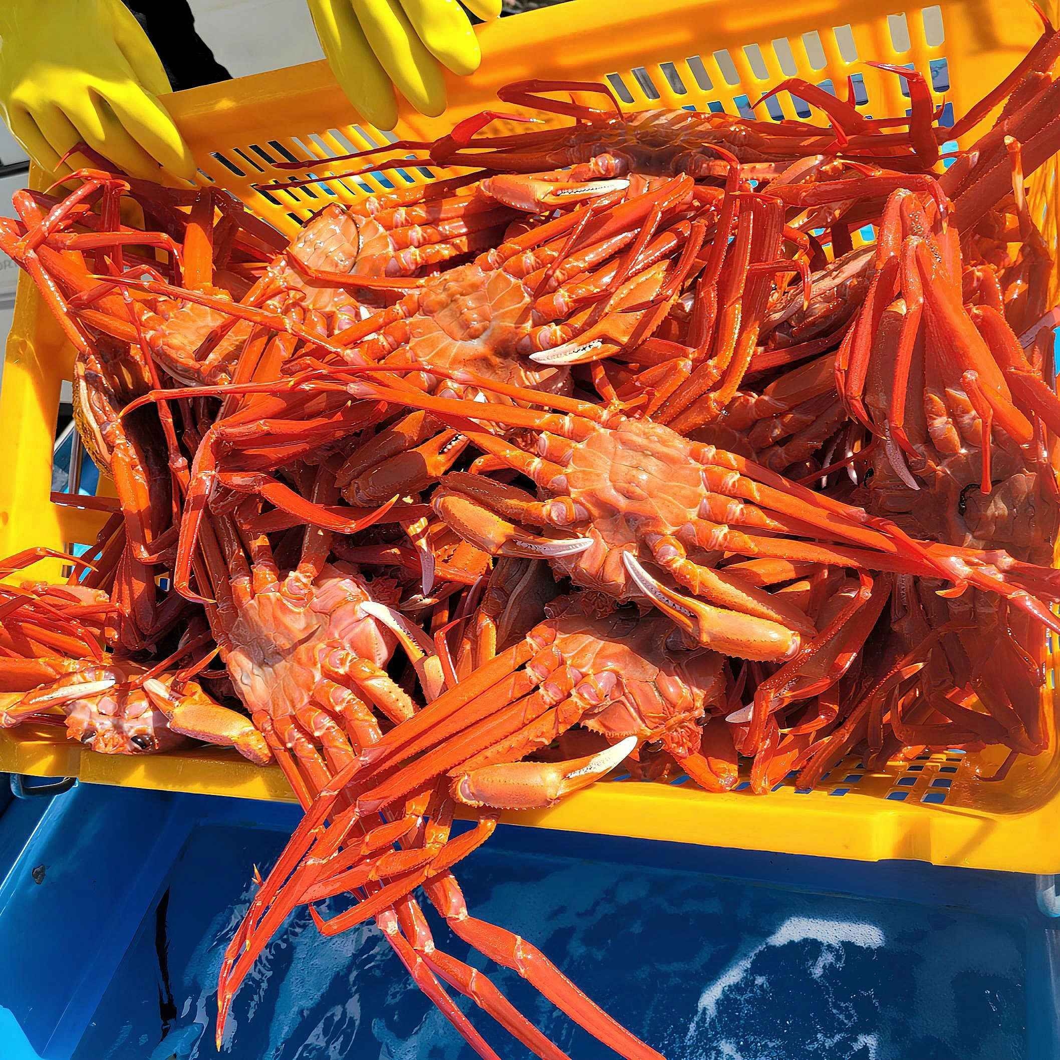 [온누리상품 상생페이백] 국내산 왕큰 명품 설탕홍게 3kg  속초홍게 직송