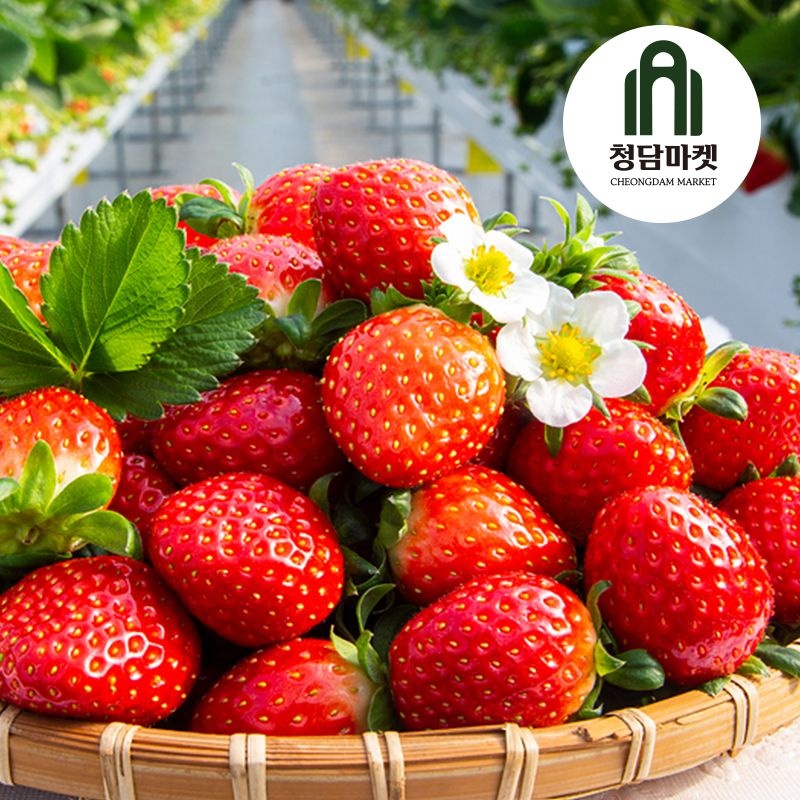 [청담에프앤씨 협력사][온누리상품] 청담마켓 [청담마켓] 농장직송 김천 설향딸기 500g (15-20구 x 1팩)