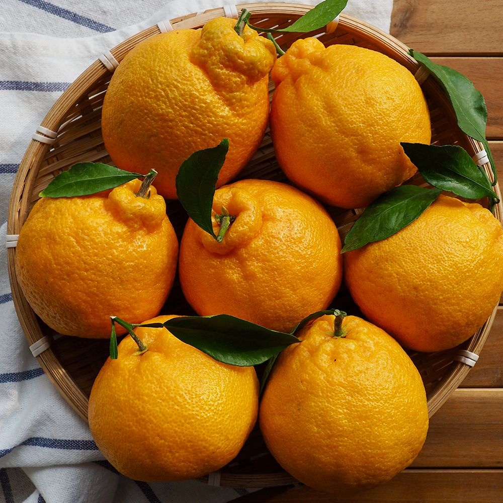 제주 산지직송 한라봉 4.5kg 로얄과