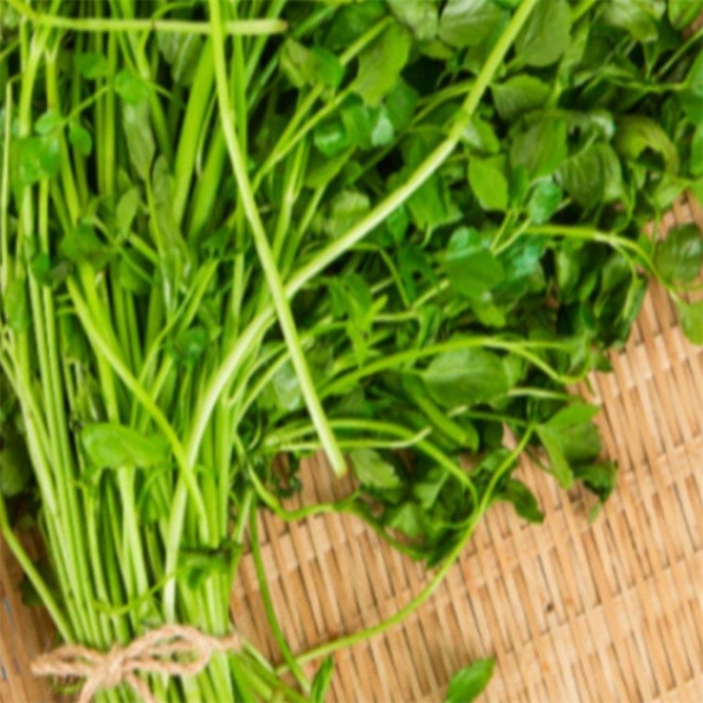 유쎌몰 미나리 200G X 1봉 미나리즙 국내산밭미나리