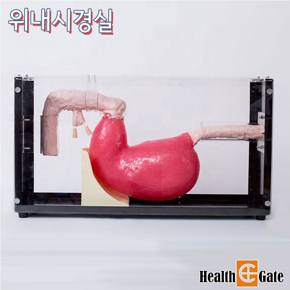 [온누리상품] 종로의료기상사 의료술기교육 ERCP훈련 위내시경 실습모형 GD/LV47 내시경실습모형