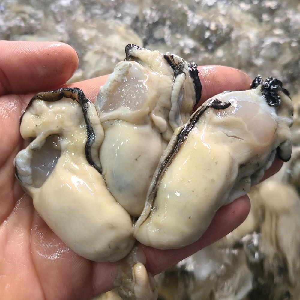 샘스 통영 생굴 1KG 바다의우유생굴 국산생굴 토실토실영양만점생굴