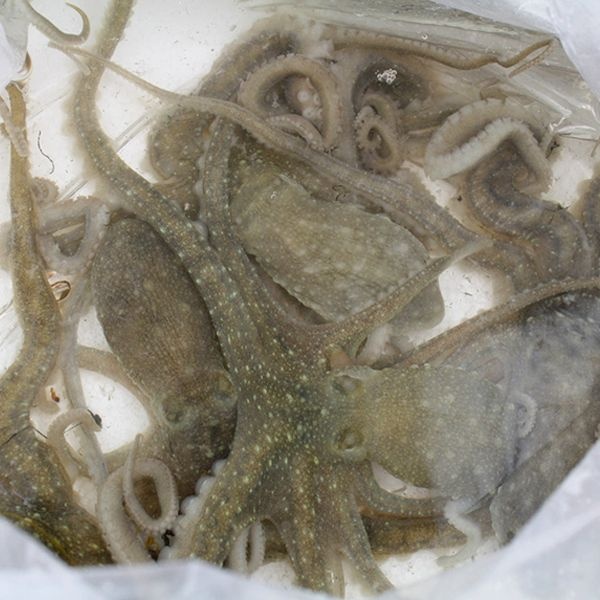 목포 산낙지(뻘낙지)5미(중소/미당80~100g내외)