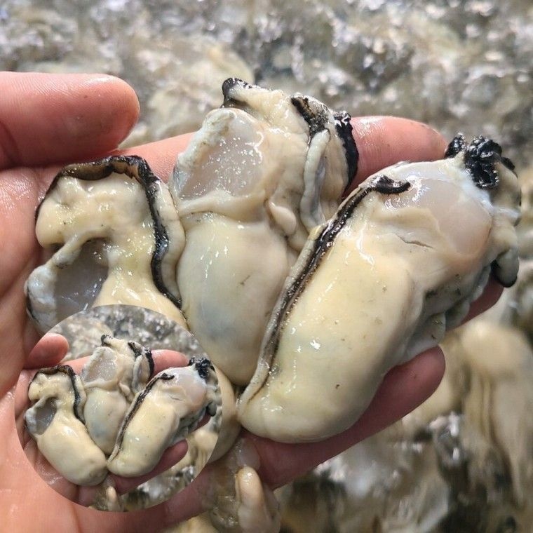 생굴 1kg 굴퇴김 굴전 굴국