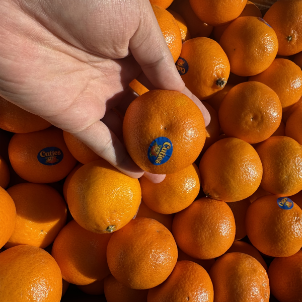 [고당도 미니오렌지] 미국산 만다린 감귤 오렌지 1kg/2kg/3kg/5kg/10kg