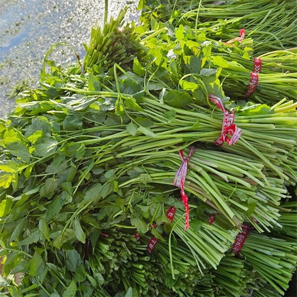 [자연맛남] 김해평야 미나리 450g내외 x 1단