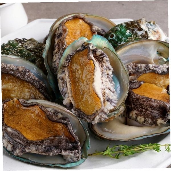 완도 활전복 통통한 살 해산물 선물세트 명절 추석 설날 고급 반찬