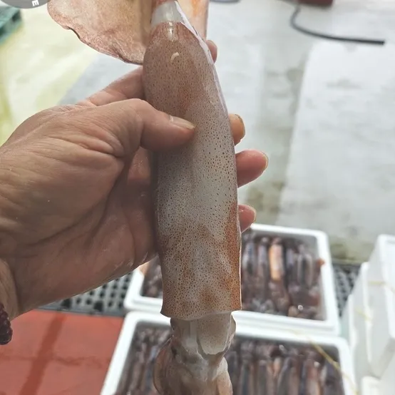 횟감용 활 초코 오징어 800g 2-3미 내외