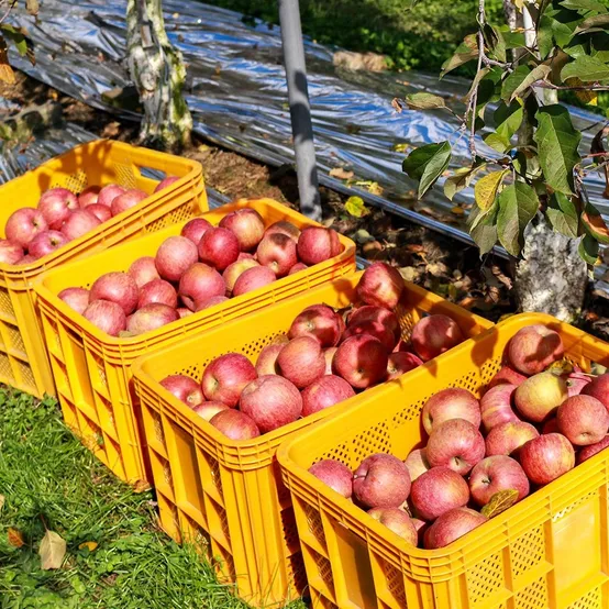 [대용량 특가] 아삭아삭 고당도 산기슭 햇 부사사과 10kg