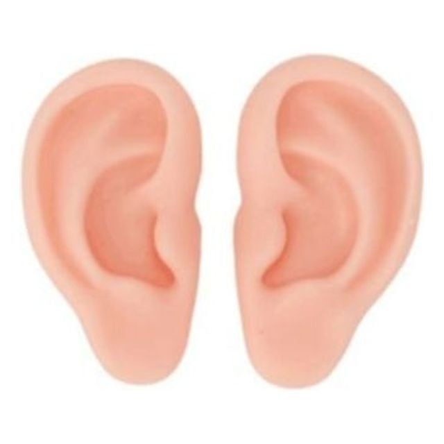 재미니스 협력업체 실리콘 세트 귀모형 교육용 귀걸이 전시용품 침 도구 침뜸 귀마네킹 기 인조