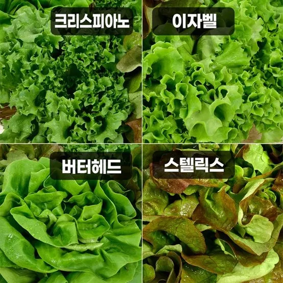 [수경재배] 샐러드용 야채 모듬세트 [1kg/4종]