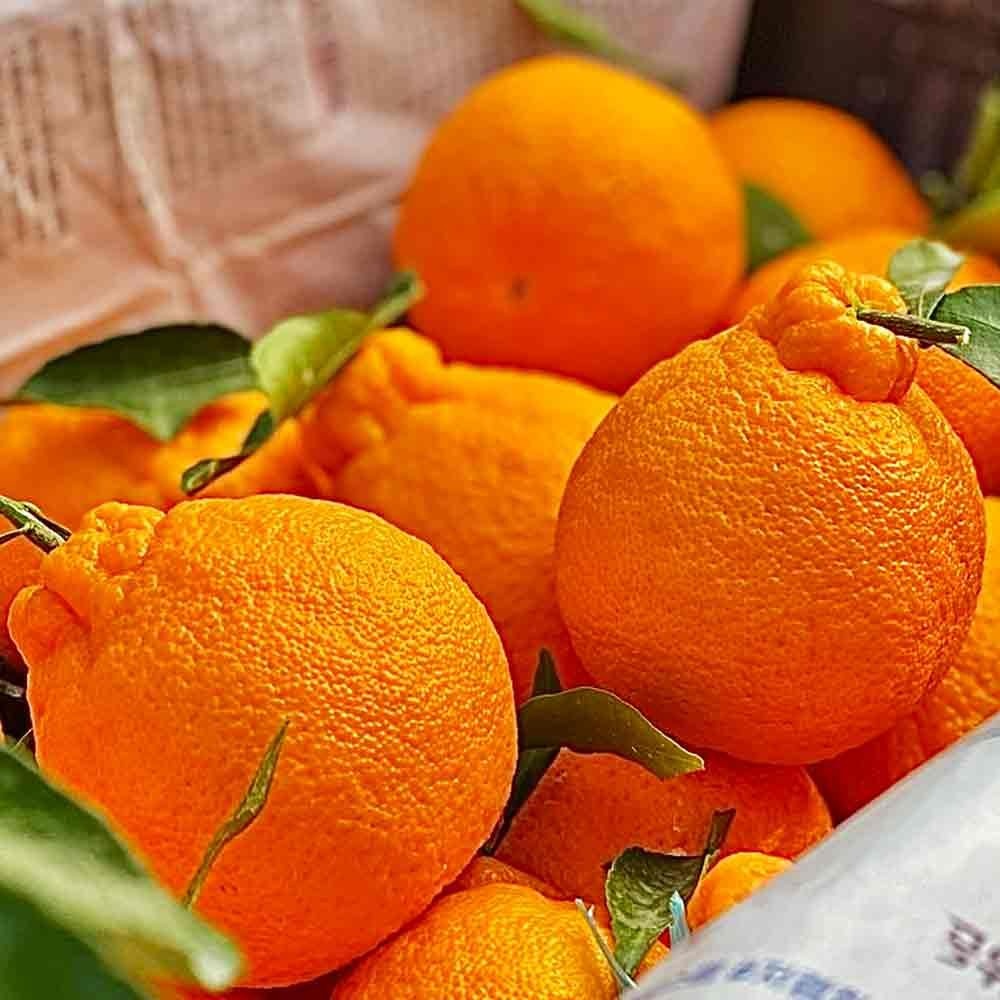 [혼저옵서예] 당도높은 제주 한라봉 벌크 3kg 5kg 실속형