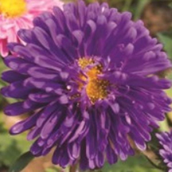 고품질 야생화씨앗 꽃씨 종자 야생화종자 과꽃씨앗 대량꽃씨 10000립 정원꾸미기 야생화씨 당국화 WFIU03M