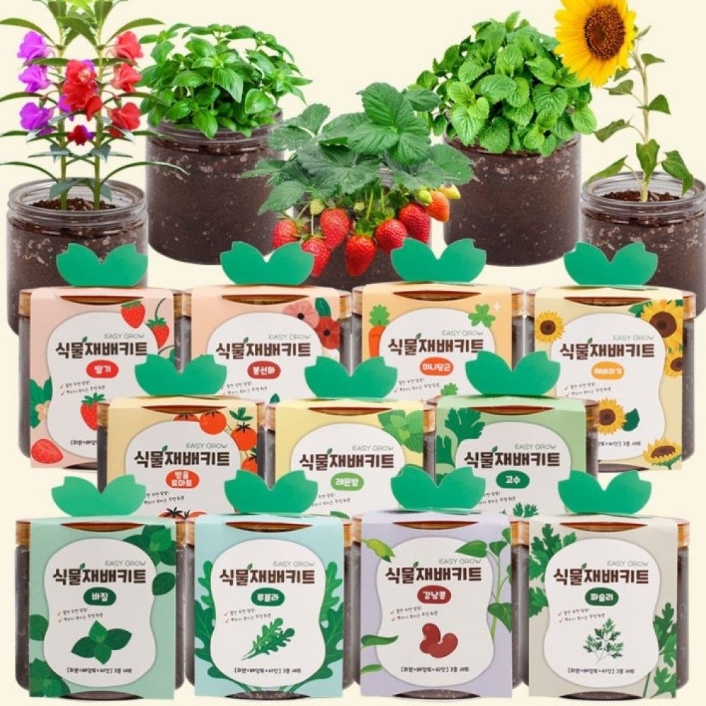 주식회사 반디 EASY GROW 식물재배키트 방울토마토 딸기 고수 바질 집에서 채소 키우기