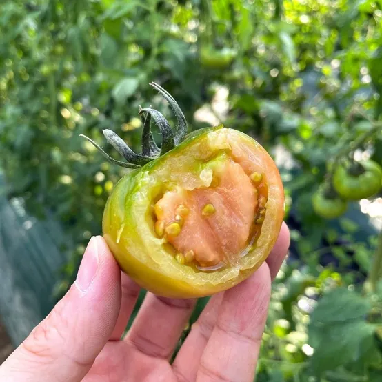 [딜크릿] 당일수확 부산 대저 단짠단짠 토마토 2.5kg