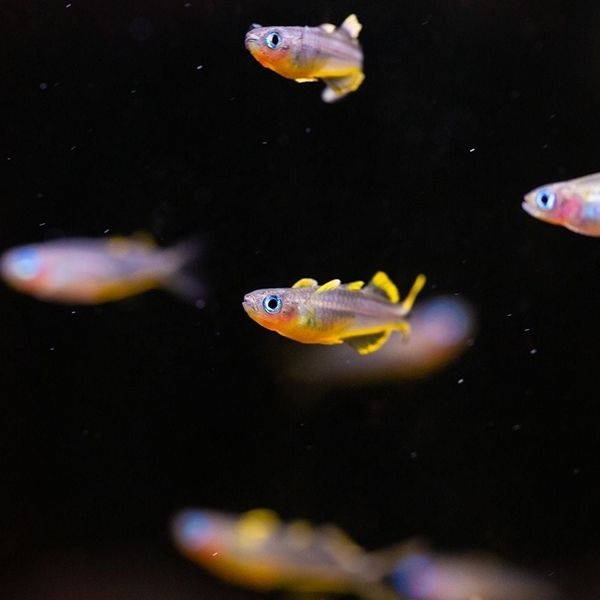 아쿠아모모 뽀뽄데타 레인보우(약1.5cm) 1마리