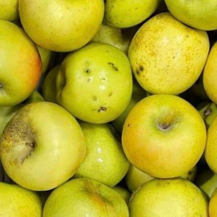 안동 시나노골드 (쥬스용 흠사과)