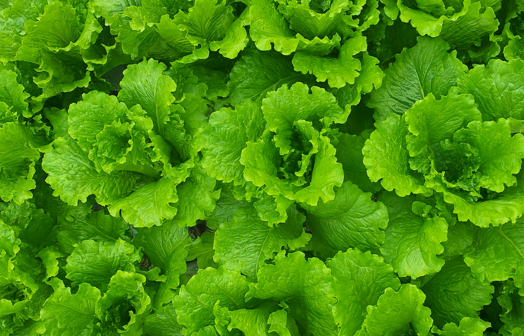 로메인청상추 특품 정량