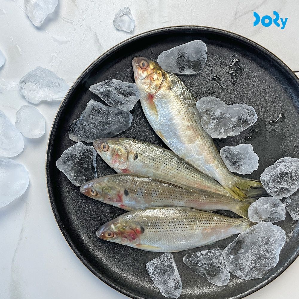 국내산 별미 남해안 급냉 전어 1kg (15미 내외) 전어구이 전어회