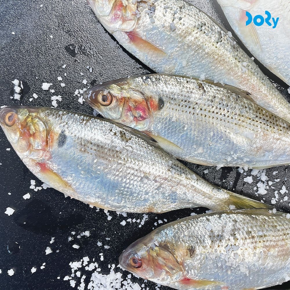 국내산 별미 남해안 급냉 전어 2kg (30미 내외) 전어구이 전어회