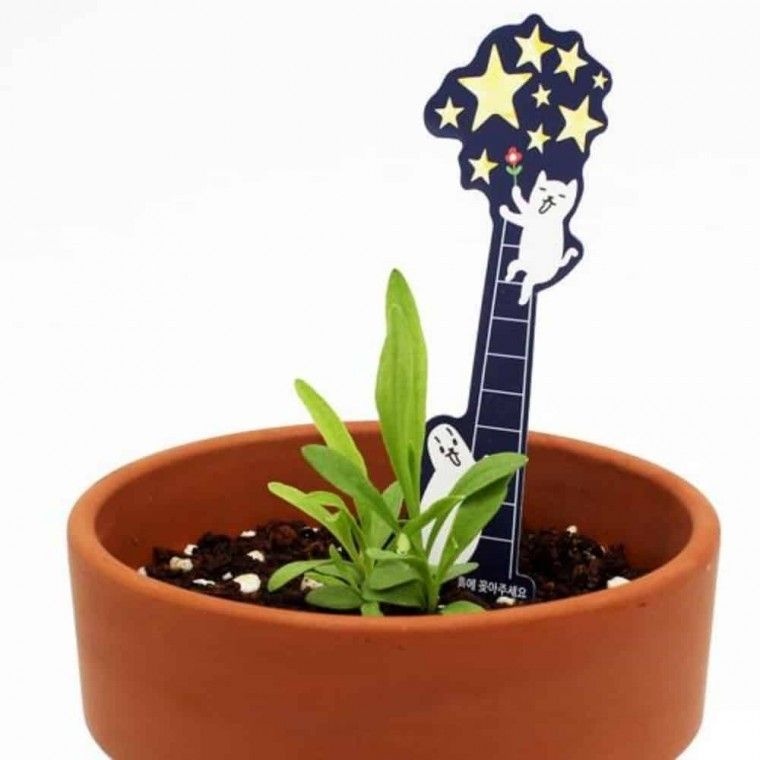 삼미호협력사 씨앗카드 패랭이꽃 꽃씨 패랭이씨앗 꽃재배