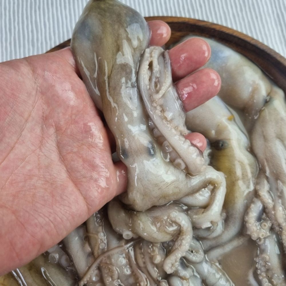 서해안 급냉 활 낙지 6미 (총900g내외) 냉동낙지 중국산낙지 통낙지