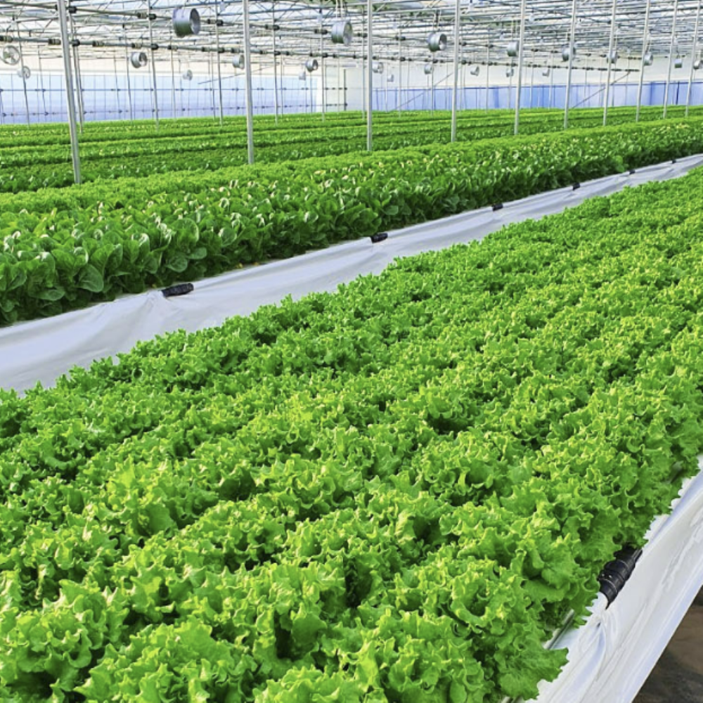 유럽식 샐러드 채소