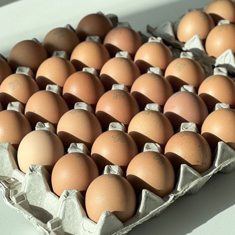 국내산 구운란 60구 대란