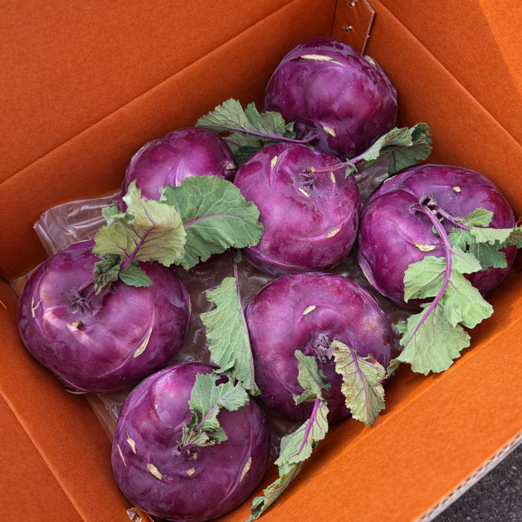 [바른농수산] 제주 콜라비 국내산 제철 채소 아삭한 식감 10kg