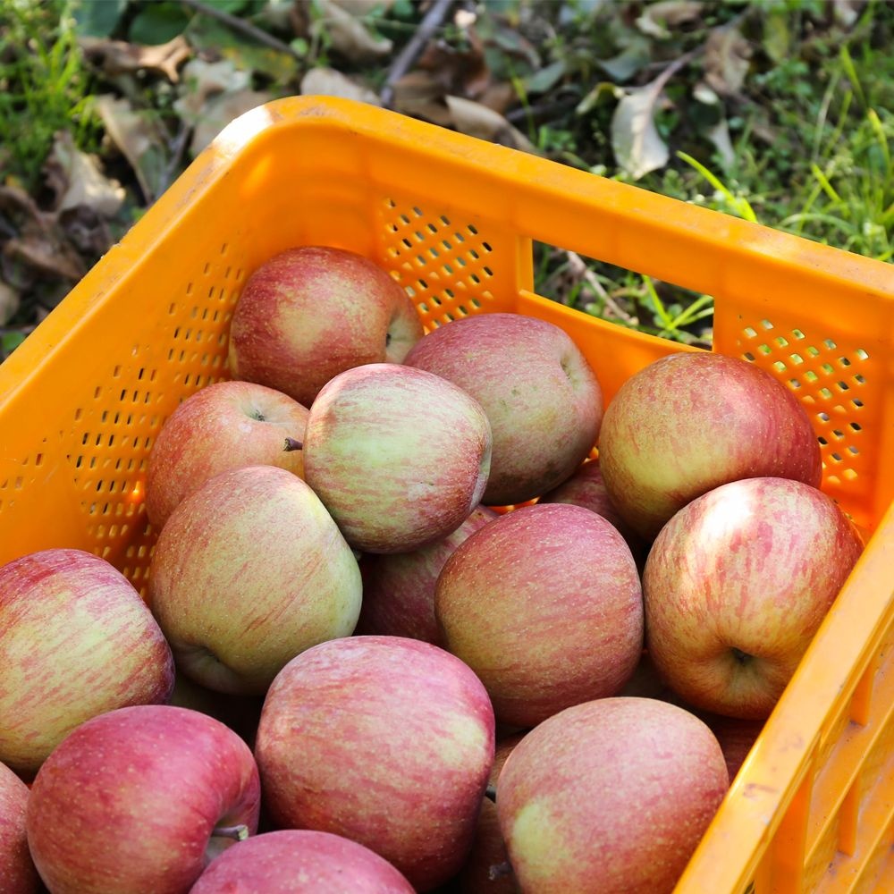 안동 꿀 부사 사과 (쥬스용 미색 흠사과)