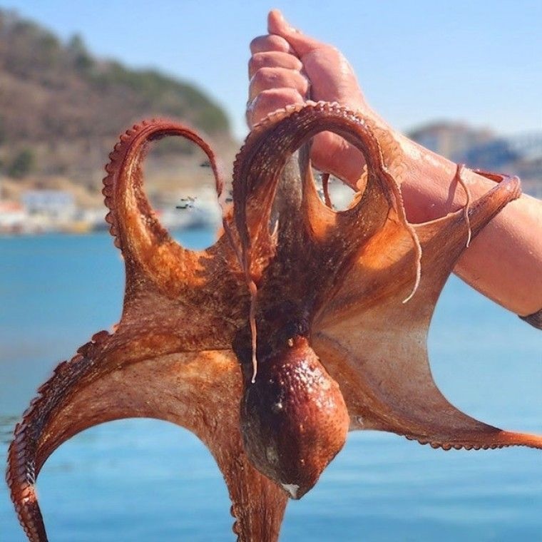 제노식탁 자연산 돌문어 남해안 활 문어 생물 제수용 1kg 2시 이전 주문건 당일 발송