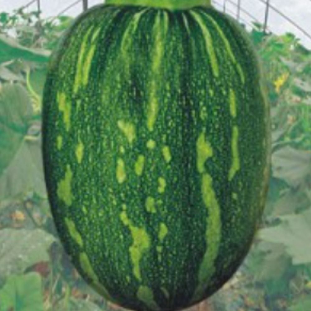 얼룩 풋호박 품종호박 씨 채소 열매 씨앗 종자 30립