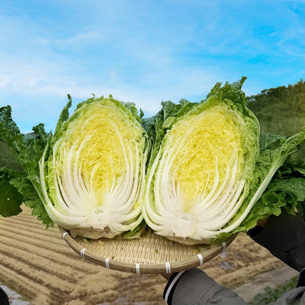 신선한농장 국내산 90일배추 신안 천일염 사용 직접 키워서 절인 아삭한 김장 절임배추 10kg 20kg도착일 지정