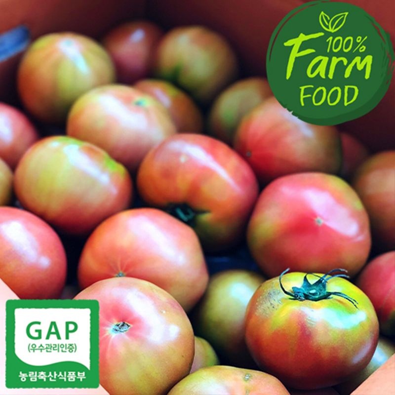 [잇츠팜] GAP인증 경주안강토마토 10kg(중과/4~5번)