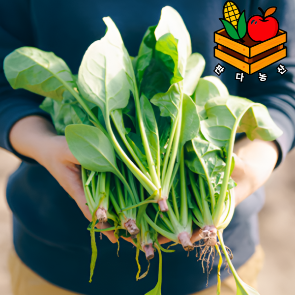 당일경매 달달한 시금치 2kg 업소용 식자재