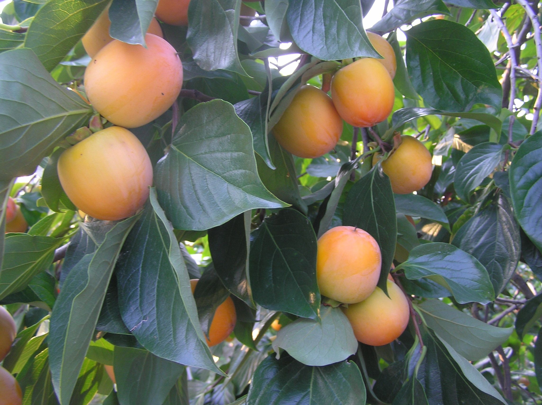 삼백곶감 곶감용감 대봉감 떫은감 땡감 연시 홍시 상주둥시감10kg