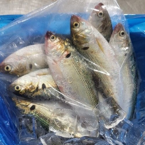 싱싱햇 협력사 싱싱햇 국산 급냉 전어 구이용 냉동 가을전어 1kg