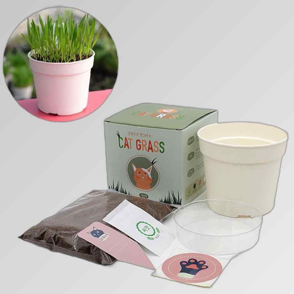 헤어볼배출 귀리 고양이풀 캣그라스 씨 흙 세트 화분 고양이캣잎 고양이용품 식물인테리어 키우기쉬운식물 캣