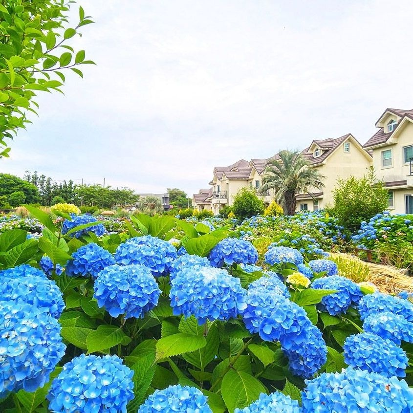 제주 스파벨리스