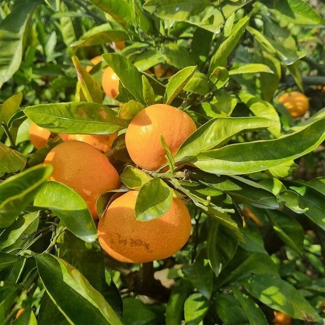 UnKnown [바로배송 트레오바] 제주 노지 감귤 9kg(중소/S-M)