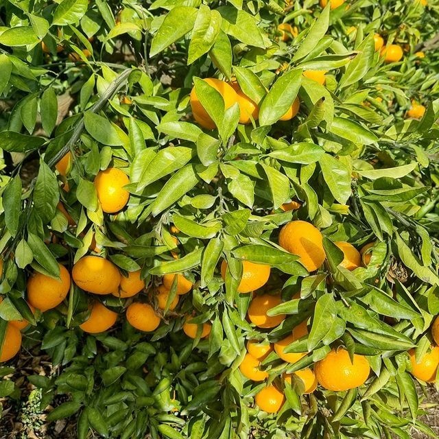 UnKnown [바로배송 트레오바] 제주 노지 감귤 9kg(꼬마 한입귤/2S미만)