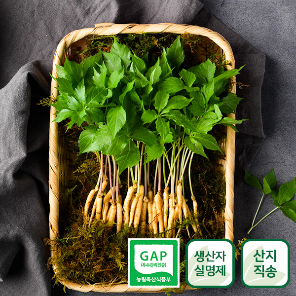 문영철 농부의 새싹인삼 새싹삼