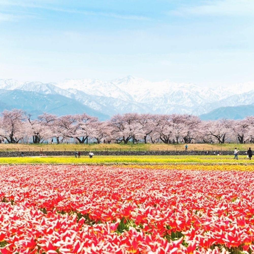 [트립ON] 일본의 알프스 나고야 3박 4일, 도야마 온천호텔 1박 + 도야마 시내 1박 + 나고야 힐튼 1박