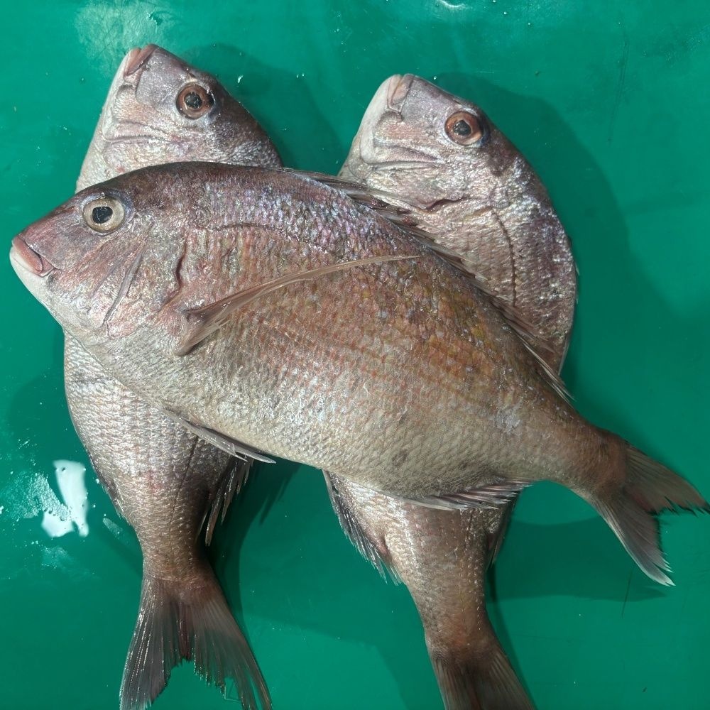 동해안 자연산 생물 참돔 돔 도미 구이 조림 1-1.2kg 2미
