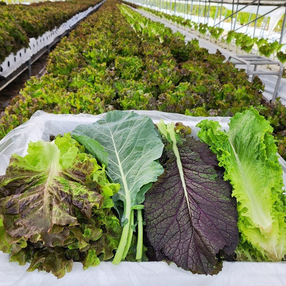 국내 모듬 쌈 채소 샐러드 1kg